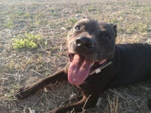 Elli a první kožený obojek pro pitbula - dfee9c181c193e5143071414d Elli a první kožený obojek pro pitbula - dfee9c181c193e5143071414d