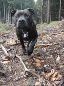 Elli a první kožený obojek pro pitbula - eca66c98e665d52c1865fb86f Elli a první kožený obojek pro pitbula - eca66c98e665d52c1865fb86f