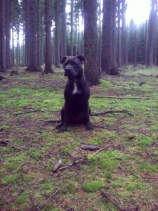 Elli a první kožený obojek pro pitbula - f8106b49c4b79a0d887f772a2 Elli a první kožený obojek pro pitbula - f8106b49c4b79a0d887f772a2