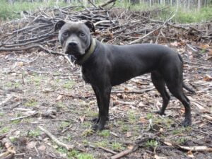 Elli a první kožený obojek pro pitbula - fd18b597b0a03f5505adfb925 Elli a první kožený obojek pro pitbula - fd18b597b0a03f5505adfb925