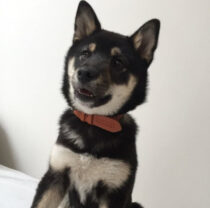 Velký průvodce obojky pro psy - jak vybrat ten správný - how tight should a dog collar be article e1761558962688 článek Velký průvodce obojky pro psy - jak vybrat ten správný