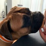 Obojek kožený hnědožlutý photo review