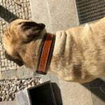 Luxusní kožený obojek Duo Maronero photo review