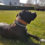 Luxusní kožený obojek Duo Maronero photo review