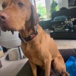 Polostahovací obojek & Martingale obojek photo review